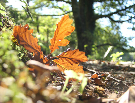 Fallen leaf, Autumn Woodlands at CAT
