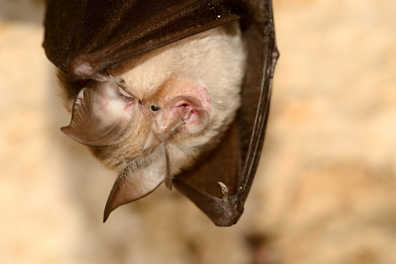 caught-on-camera-the-lesser-horseshoe-bats-of-cat-centre-for