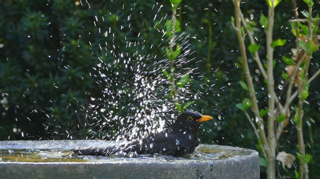 Blackbird in bird bath