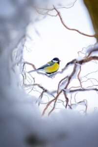 Great tit in snow